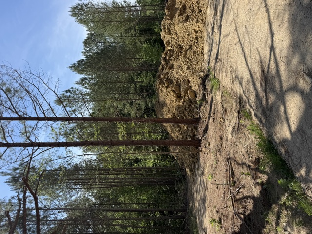 Land grading and clearing